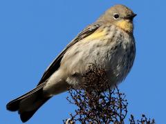 (Yellow-rumped Warbler) auduboni female perching