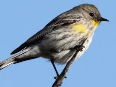 (Yellow-rumped Warbler) auduboni female profile