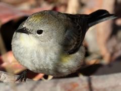 (Yellow-rumped Warbler) auduboni female standing