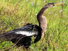 (Anhinga) female standing
