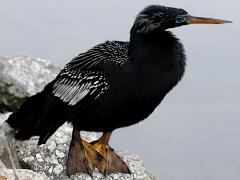(Anhinga) male standing