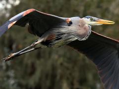 (Great Blue Heron) flapping