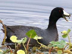 (American Coot) feeding