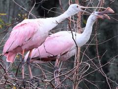 (Roseate Spoonbill) courtship