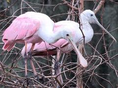 (Roseate Spoonbill) pair