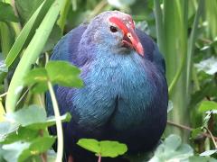 (Grey-headed Swamphen) face