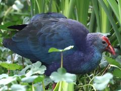 (Grey-headed Swamphen) profile