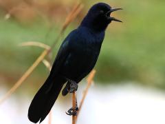 (Boat-tailed Grackle) calling
