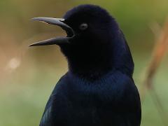 (Boat-tailed Grackle) squawking