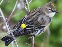 (Yellow-rumped Warbler) female