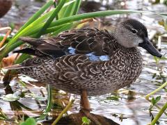 (Blue-winged Teal) standing
