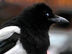 (Black-billed Magpie) bust