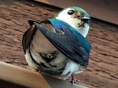 (Violet-green Swallow) rump