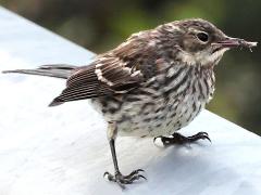 (Yellow-rumped Warbler) juvenile foraging