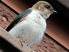 (Violet-green Swallow) perching