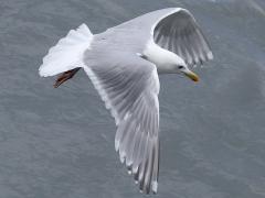 (Glaucous-winged Gull) coasting