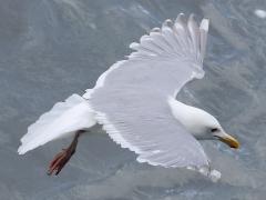 (Glaucous-winged Gull) hovering