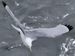 (Black-legged Kittiwake) cruising
