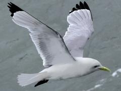 (Black-legged Kittiwake) flying upstroke
