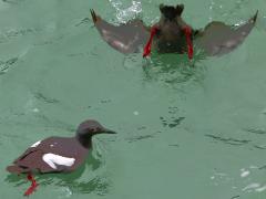 (Pigeon Guillemot) pair