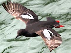 (Pigeon Guillemot) gliding