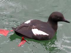 (Pigeon Guillemot) swimming