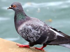 (Feral Pigeon) walking