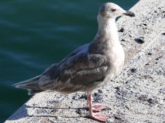 (Glaucous-winged Gull) occidentalis juvenile