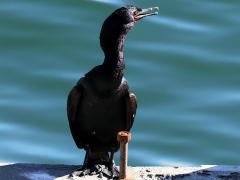 (Pelagic Cormorant) ventral