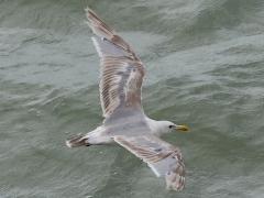 (Glaucous-winged Gull) occidentalis juvenile