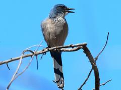 (Woodhouse's Scrub-Jay) bust