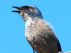 (Woodhouse's Scrub-Jay) calling