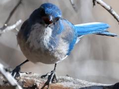 (Woodhouse's Scrub-Jay) face