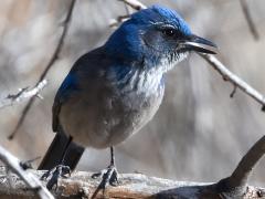(Woodhouse's Scrub-Jay) perching