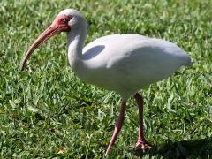 (White Ibis) profile