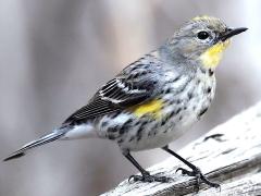 (Yellow-rumped Warbler) auduboni female