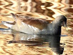 (Common Gallinule) juvenile