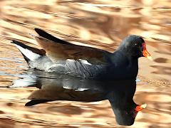 (Common Gallinule) swimming