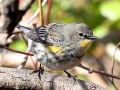 (Yellow-rumped Warbler) auduboni female