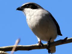 (Loggerhead Shrike) blinking