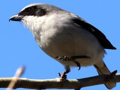 (Loggerhead Shrike) stepping