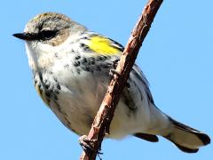(Yellow-rumped Warbler) female perching