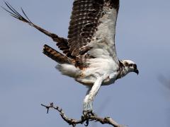 (Osprey) flaps