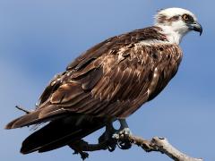 (Osprey) perching