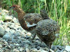 (Willow Ptarmigan) pair