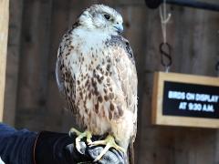 (Saker Falcon) sitting
