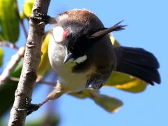 (Red-whiskered Bulbul) head