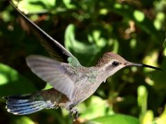 (Broad-billed Hummingbird) juvenile hovering