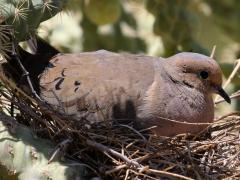 (Mourning Dove) nest