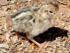 (Gambel's Quail) chick